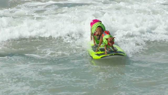 Estos Perros De Surf Te Iluminarán El Día