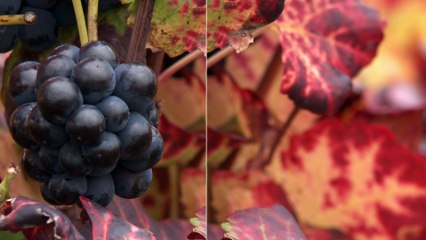 FUN MOOC : OWU2 - Universidad de la viña y del vino abierta a todos 2