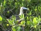Galapagos Islands travel: Birds