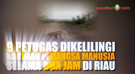 Video Detik-Detik 9 Petugas Dikelilingi Harimau Pemangsa Manusia Selama Dua Jam di Riau
