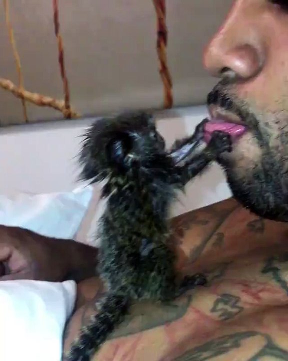 Ce petit singe veut attraper la langue de son maitre... Trop mignon