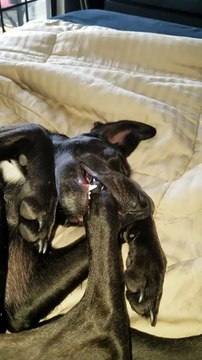 Ce chien dort la patte dans la bouche... Bizarre!