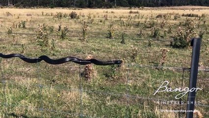 Tiger Snake Balances on Wire Fence _