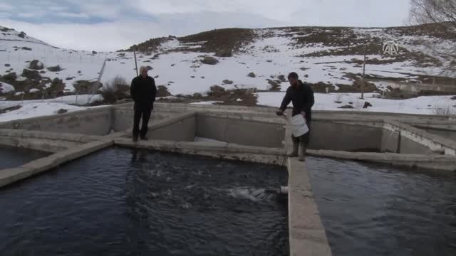 Varto'da Alabalık Sağımı