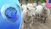 Human-sheep hybrids could grow human organs someday