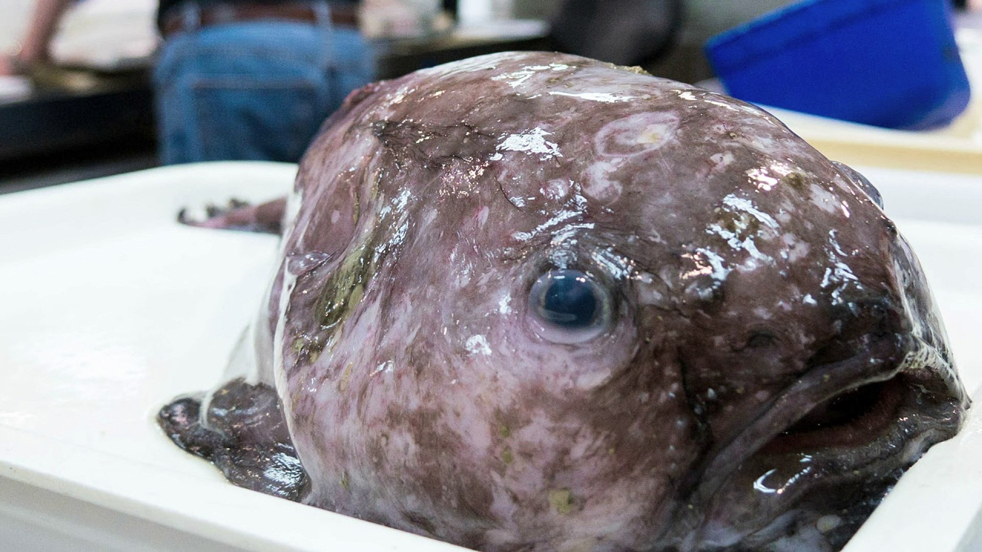 Kin of 'world's ugliest animal' Mr Blobby among fish hauled off Australia  abyss