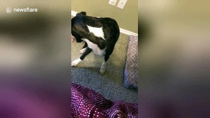 Cheeky dog squats on baby crawling