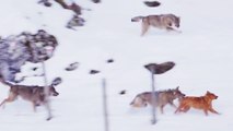 Des loups attaquent un chien