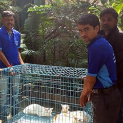 Pet relocation Services | Pet Shifting | Pet Movers