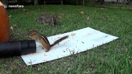 This is what happens when a squirrel meets a leaf blower