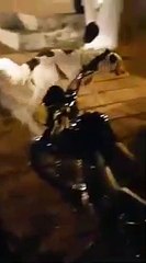 Un chien demande à un motard de faire une pause pipi, une scène incroyable !
