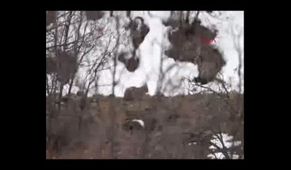 Soyu tükenmekte olan 2 vaşak Tunceli'de görüntülendi
