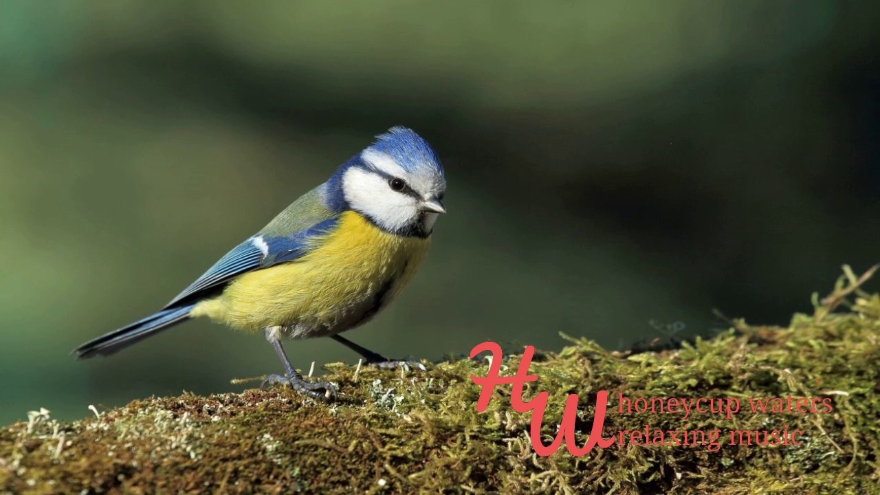 Music for Relaxing Pan Flute Honey 96