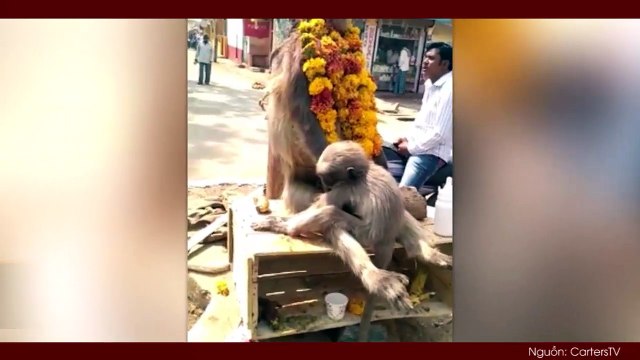 Clip cảm động: khỉ con gào khóc ôm chặt xác khỉ mẹ đã chết và cố lay động đánh thức mẹ mình