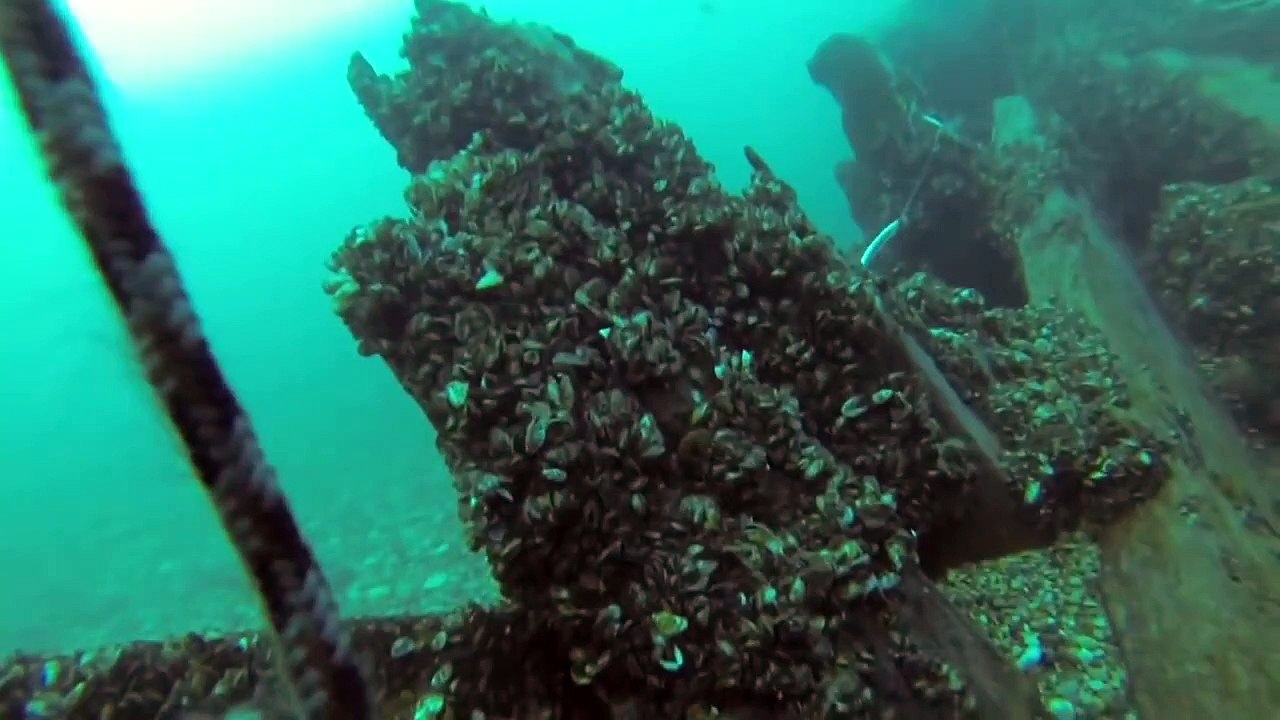 Un bateau cargo passe juste au-dessus d'un plongeur