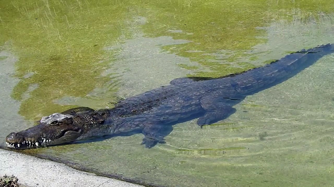 Le bain du Crocodile du Nil..