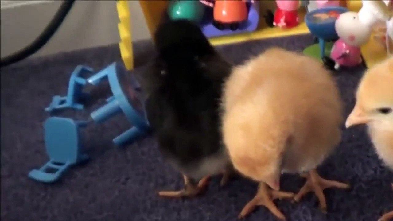 Pet Shark Attacks Baby Chicks “Annabelle & Victoria Save The Day“ Toy Freaks Poop