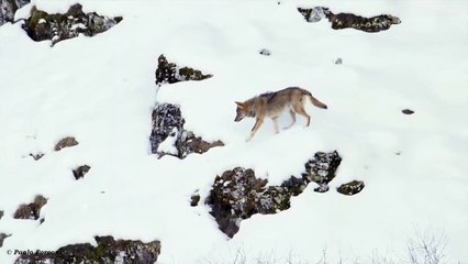 Des loups prennent en chassent un chien
