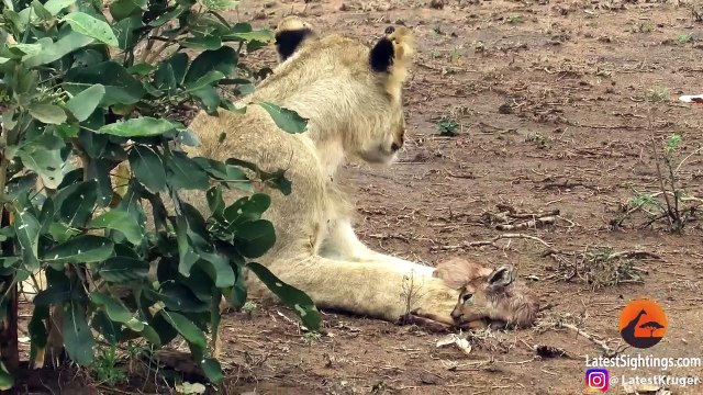 Cette lionne prend soin d'un agneau... Incroyable