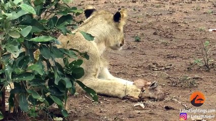 Cette lionne prend soin d'un agneau... Incroyable