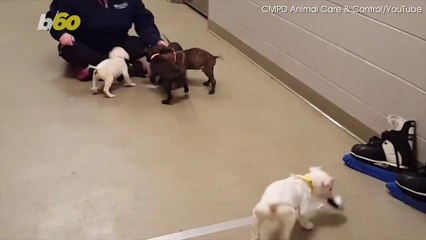 The REAL Olympics Can't Compete with This Adorable Animal Version