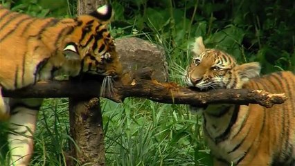 Tiger-Geburtstag in Ohio: Dreifaches Glück