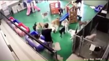 Video Shows Woman Hitting, Kicking Dog at Pet Day Care