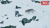 Tre ujqër të uritur sulmojnë qenin në Itali, reagimi i tij i lë të gjithë gojëhapur (360video)