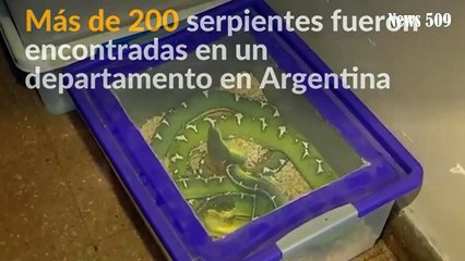 Cientos de serpientes descubiertas en apartamento argentino