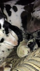 Newly Born Great Danes