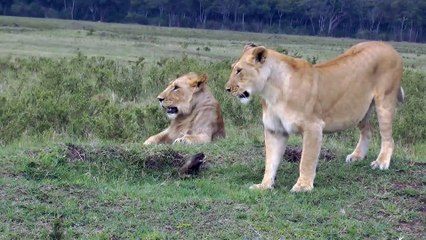 4 lionceaux contre un seul mangouste !
