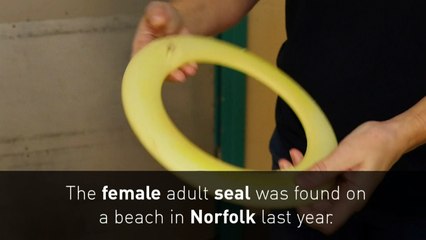 Child's frisbee gets stuck on seal’s neck