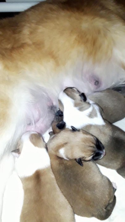 Chiots-berger-islandais