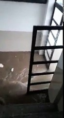 CHUVA EM BEZERROS ...