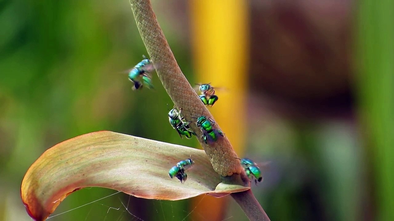 Garden Insects Arılar Polinizacion