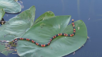 Ce serpent est magnifique  mais il est pourtant le plus dangereux et venimeux du monde : serpent corail