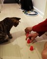 Ce chat est très malin, il découvre toujours le bon gobelet!