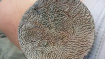 Cette créature mystérieuse est un Dollar des sables : regardez ses milliers de pattes qui bougent
