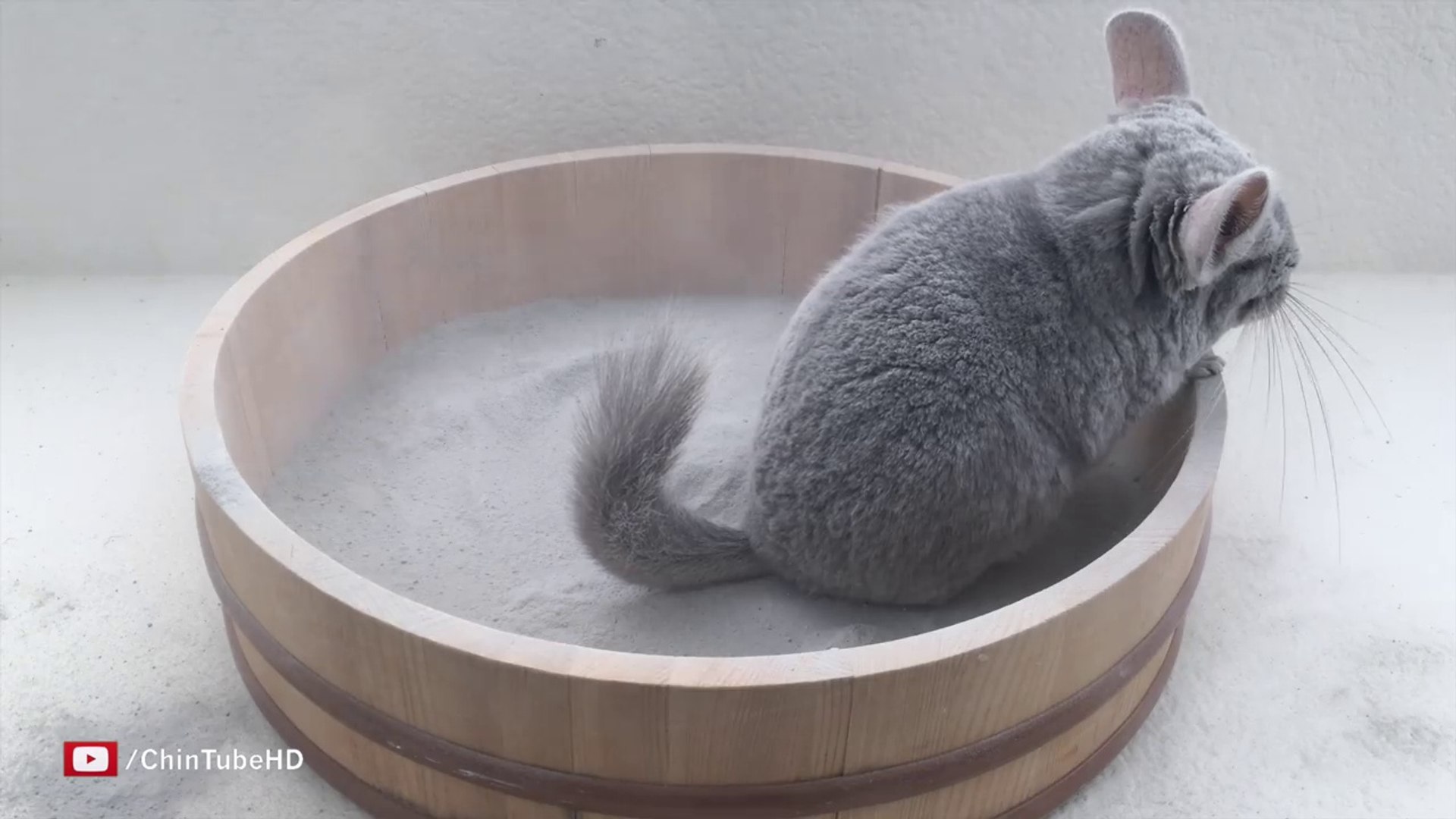 шиншилла купается. песчаная шиншилла. шиншилла купается в песке. мокрая шиншилла. шиншилла купается.