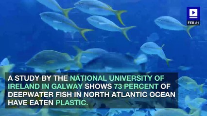 New Study Shows Deep Sea Fish are Eating Plastic