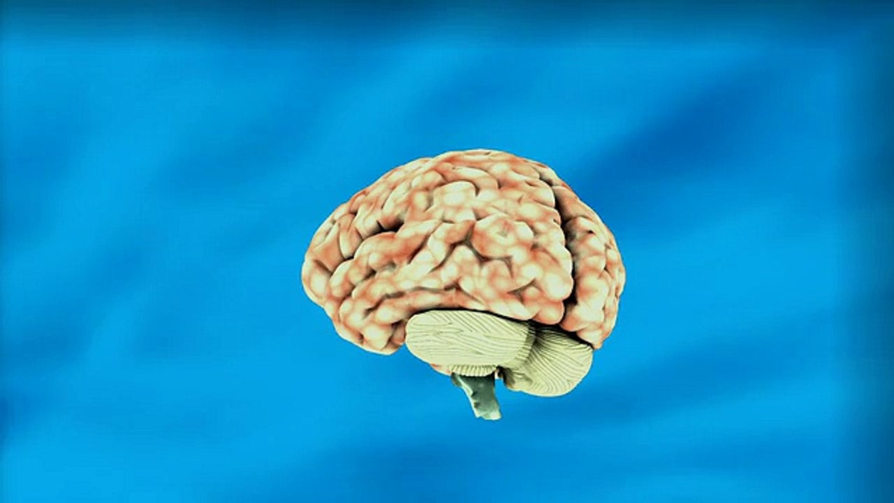 Brain - 6840