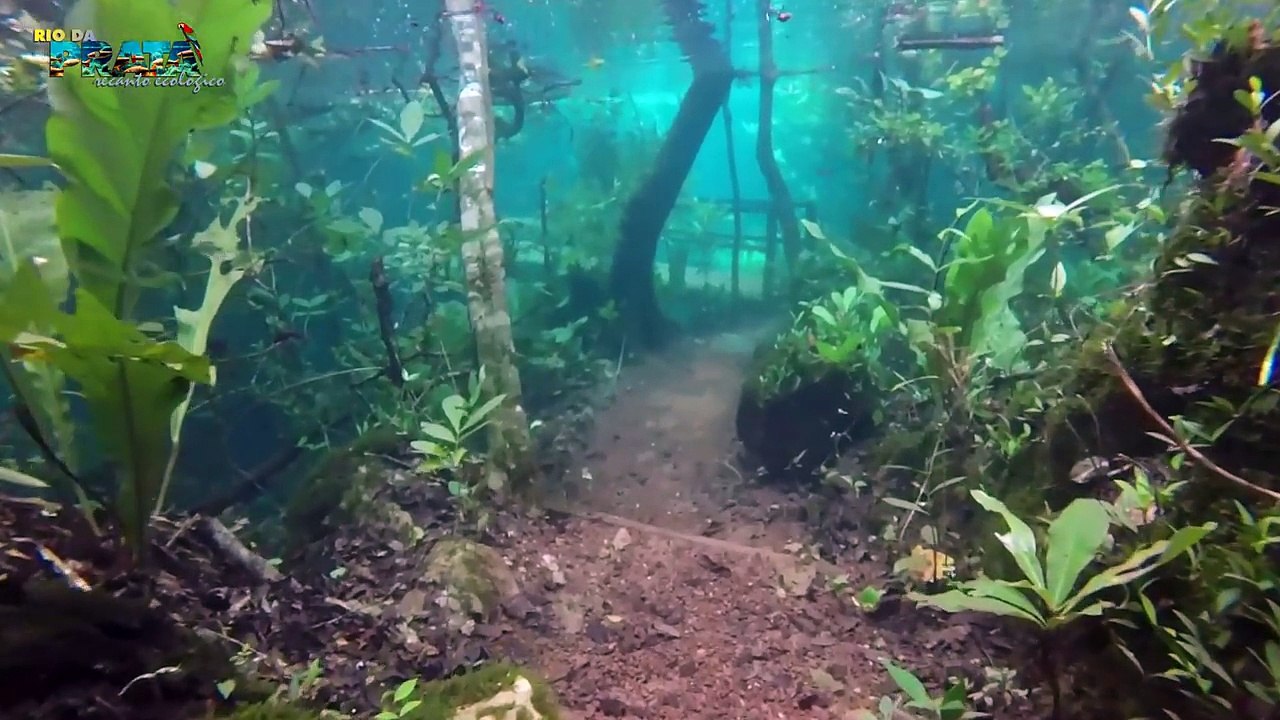Randonnées sous marine dans la Réserve écologique du Rio de Prata au Brésil