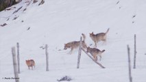 Un chien échappe à 3 loups (Italie)