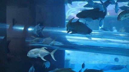 Puedes Nadar Con Los Peces, De Veras, En Este Tobogán