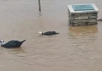 Geese And Ducks Take Advantage of Ohio River Flooding