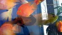 Top 10 most expensive fresh water fish- The Golden Dragon