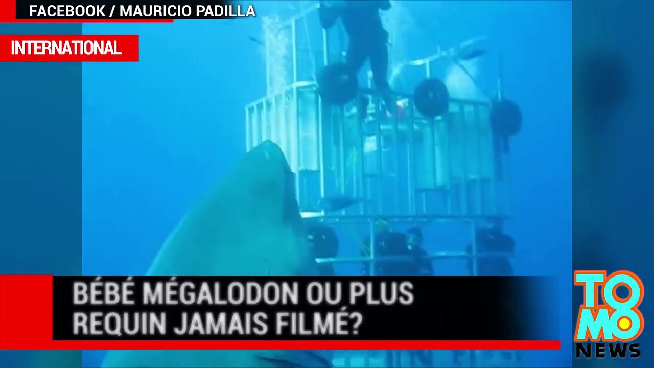 Requin géant : bébé mégalodon ou plus gros requin jamais filmé?
