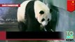 Vidéo : un panda géant donne naissance à deux bébés pandas en Chine