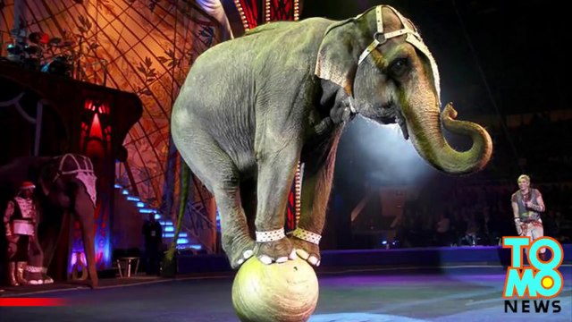 Un éléphant s'échappe d'un cirque et tue un homme.