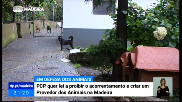PCP defende Provedor dos Animais na Madeira, e Proibição de Animais Acorrentados